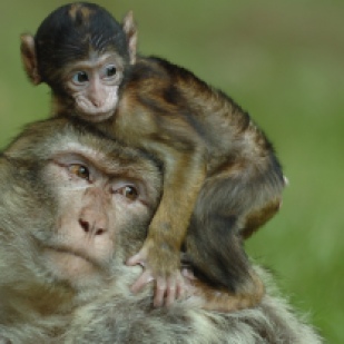 A new Barbary Macaque monkey is born at Trentham Forest.